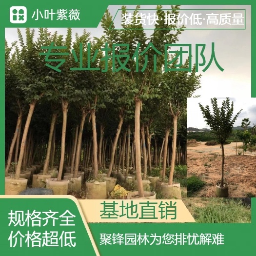 普宁市小叶紫薇