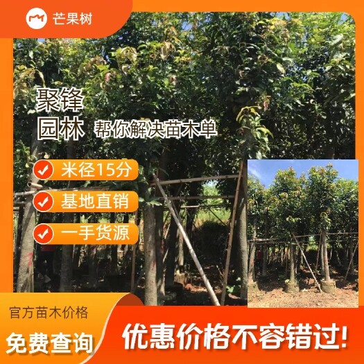 普宁市芒果树（米径15-17分）