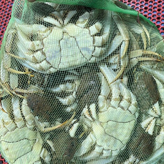 无锡江苏大闸蟹