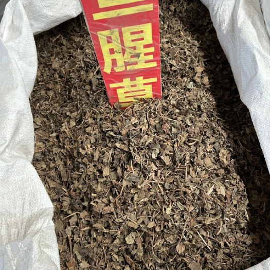 亳州亳州中药材基地 直发药用鱼腥草 全草鲜货 快递