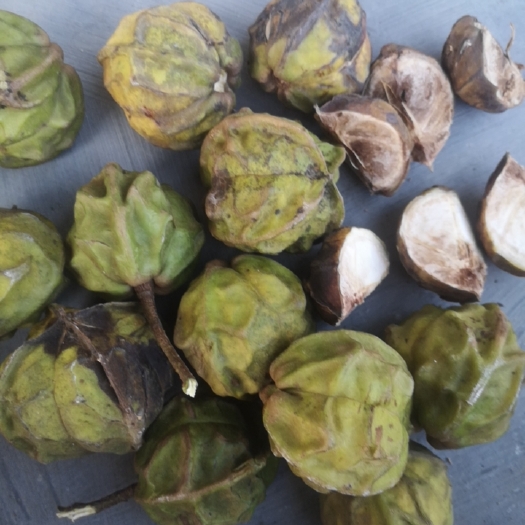 福鼎市山茶油