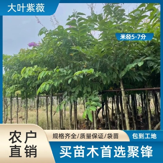 普宁市大叶紫薇（米径5-7分）