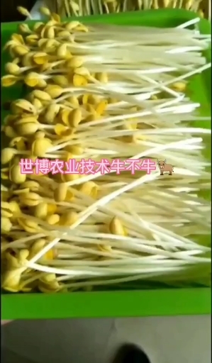 清丰县黑豆芽，黄豆芽，绿豆芽