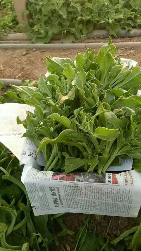 寿光市冰草，冰菜，非洲冰菜，代发全国市场电商平台