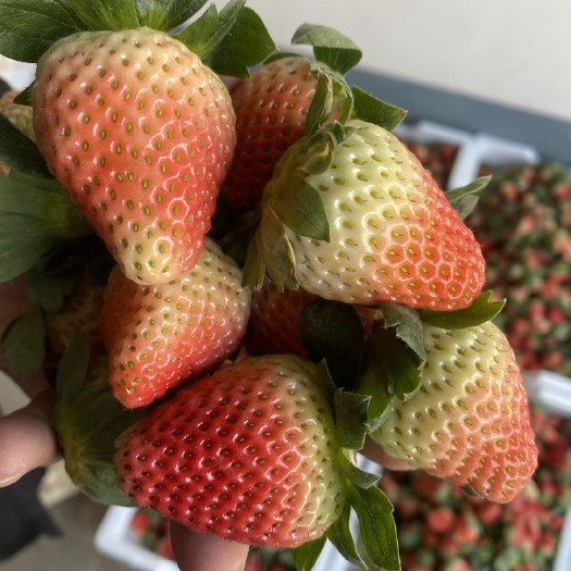 德昌县四川凉山德昌露天冬草莓 甜草莓黑珍珠巧克力草莓电商市市场代办