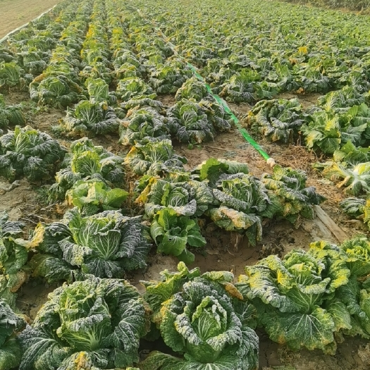 原阳县黄心大菜菜