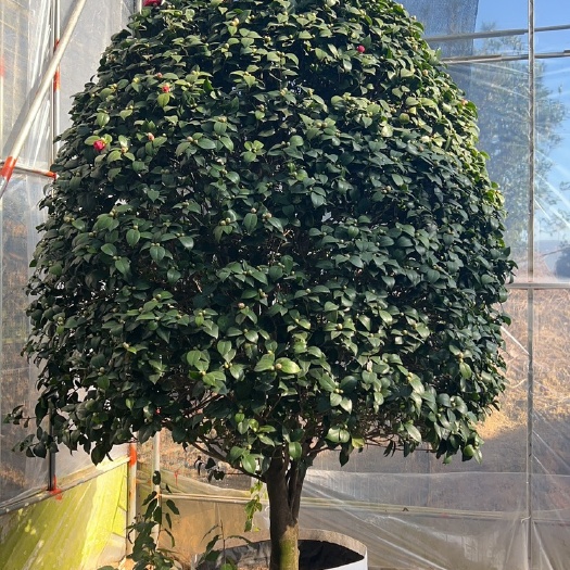 漳平市精品香妃茶花