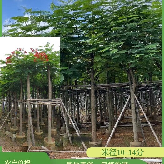 普宁市凤凰木（米径10-14分）