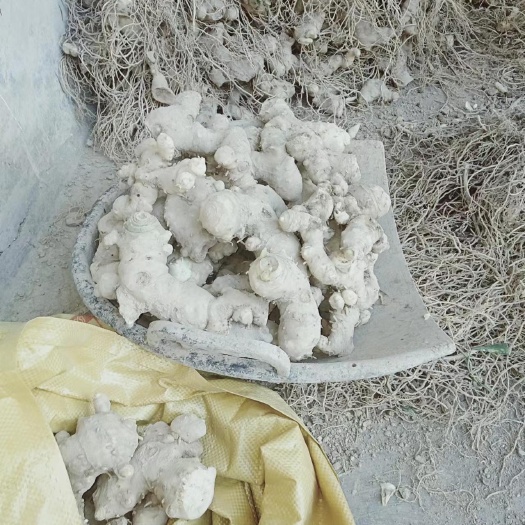 长阳县湖北宜昌长阳鲜黄精甜黄精