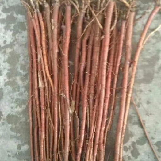 包头甘草苗子