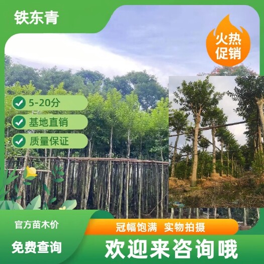 普宁市铁东青（5-14分）