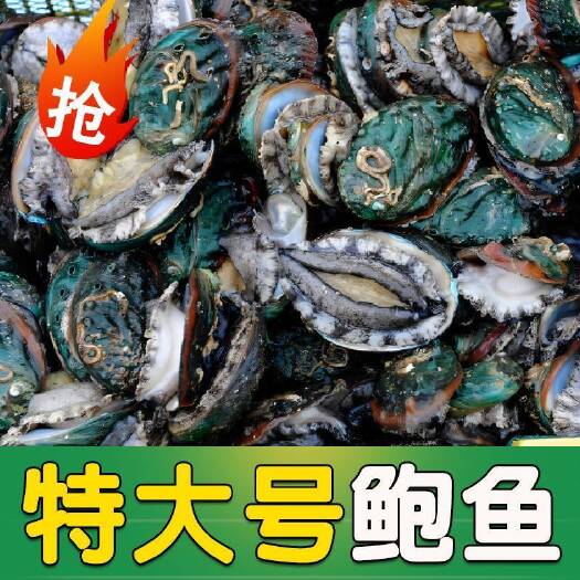 东海县鲜活大鲍鱼新鲜冷冻大海捕超大（包邮）