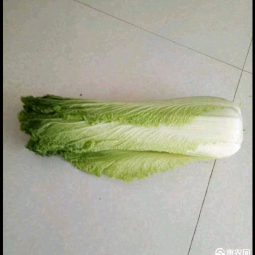 高平市青麻叶大白菜