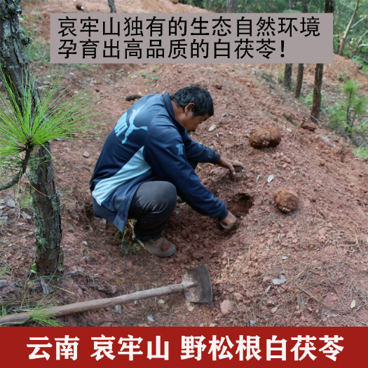 双柏县云南白茯苓干货 哀劳山采挖 9种规格白茯苓