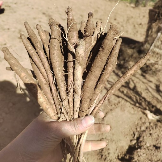 会东县甜当归属于菜归，没有呛人的药味，自带一股淡淡的香气，老少皆宜