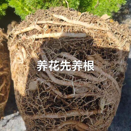 恩平市松树皮外表皮松乐松鲜8号角度化高及磷钾土壤益生菌