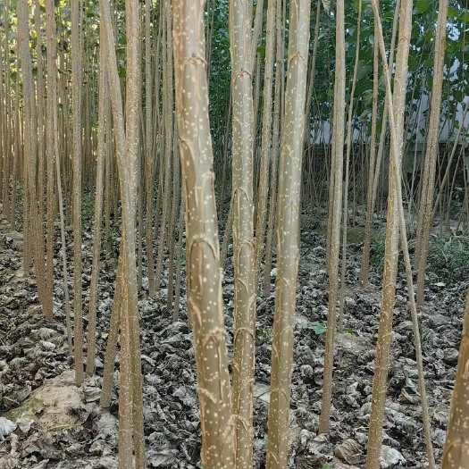 临清市当年优质107速生杨