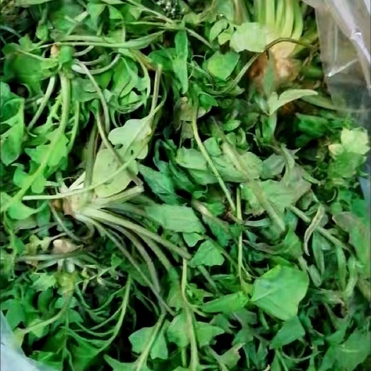 博兴县荠菜新鲜荠菜每天稳定供货棒棒彩，荠荠菜