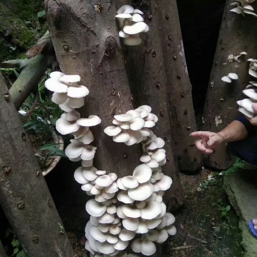 随县种木头的平菇菌种椴木平菇菌种种木头