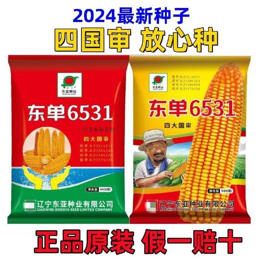 沭阳县国审东单6531原装产玉米种子正品矮杆抗倒苞米种抗旱玉米种子