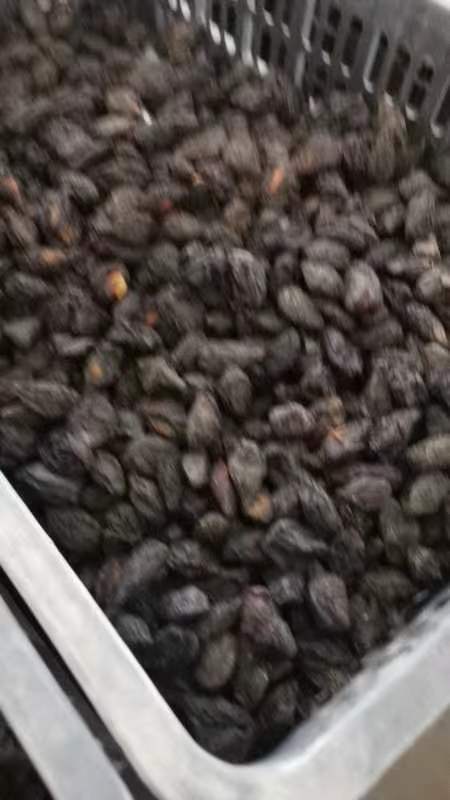 乌鲁木齐次果西梅干价格低