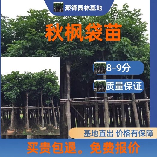 普宁市秋枫（米径8-9）