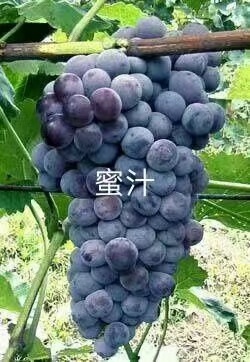 公主岭市密汁葡萄苗 巨丰，藤稔，茉莉香，夏黑，阳光玫瑰等杯苗品种