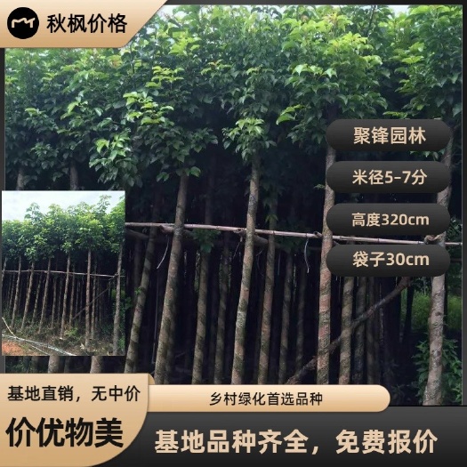 普宁市秋枫树（米径5-7分）