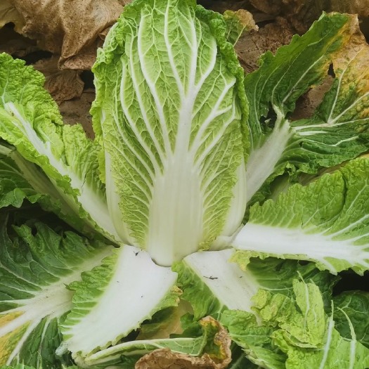 彭州市145大白菜大量上市