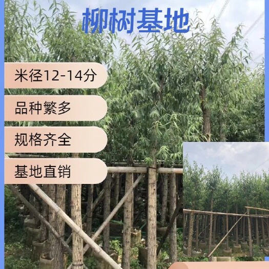普宁市柳树（米径12-18分）