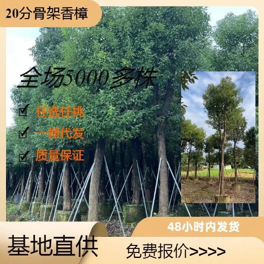 普宁市香樟树（米径15-30分）