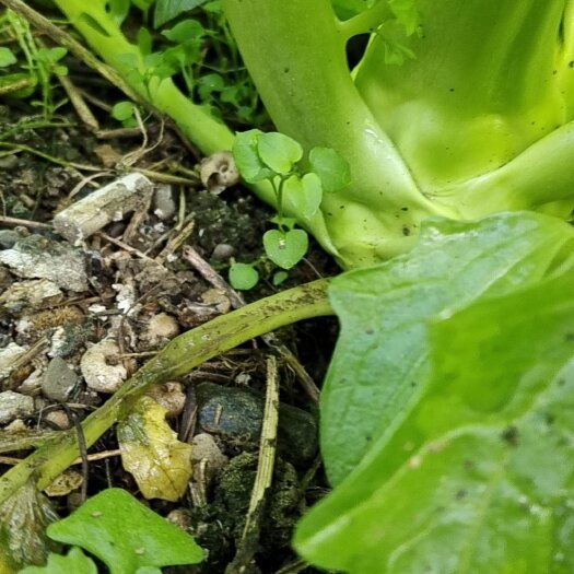绵阳榨菜
