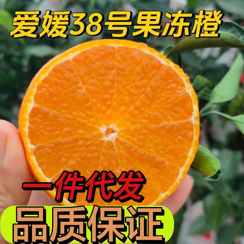 四川爱媛38号果冻橙果园直发一件代发只做品质