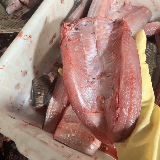 草鱼肚皮，净肉，无细刺，腌制后肉质紧实，适合做鱼块、鮑腌鱼