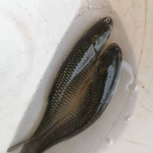 南充草鱼苗，鲤鱼苗等各种鱼苗