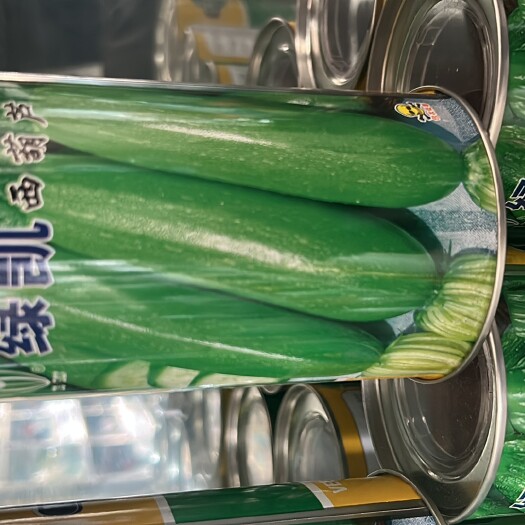 文山市杂交一代西葫芦