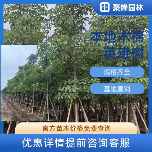 普宁市本地木棉（英雄树）
