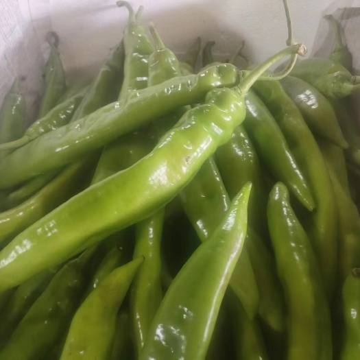 高台县大棚陇椒