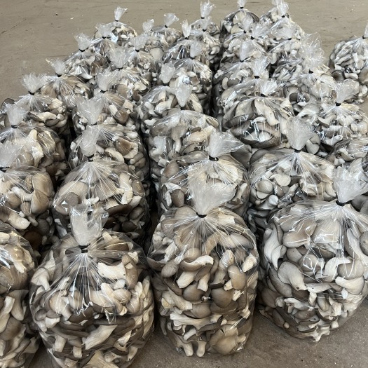 姬菇鲜货、 基地直发，菇形美观，色泽艳丽，叶片厚实
