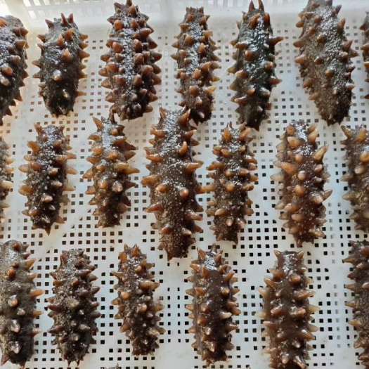 大连纯大连渤海湾海参，半干，即食都有货