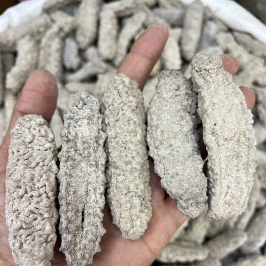 广州黄玉参足干厚肉涨发率高黄肉参海参干货批发