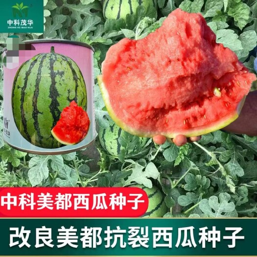 沭阳县中科美都西瓜水果种子金美都西瓜种子改良麒麟瓜高纯度薄皮大红