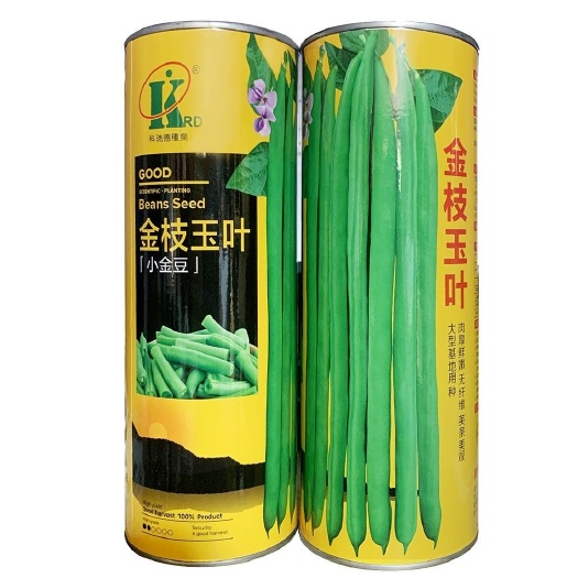 沭阳县金枝玉叶无筋小金豆种子荚多挂荚力强产量高纤维少耐热基地专用种