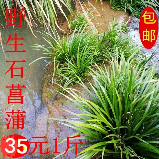 绿春县石菖蒲，中药材菖蒲，云南干净无硫石沟自然生长干，鲜，货