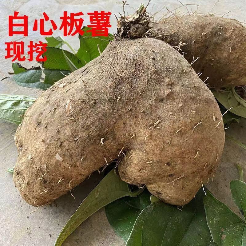 双峰县湖南农家自种脚板白薯当季收挖新鲜软糯香粉是煲汤炒菜高级食材