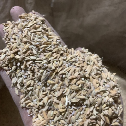 泗洪县青花稻，草籽麦大量出售，货优价廉