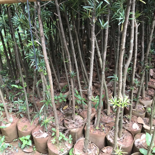 信宜市罗汉松