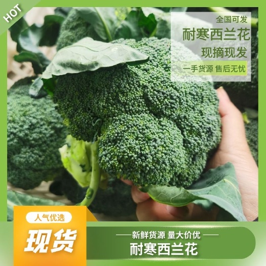 耐寒西兰花  湖北精品西兰花0.8-1.2斤个头均匀颜色绿商