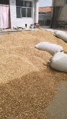 临夏市甘草