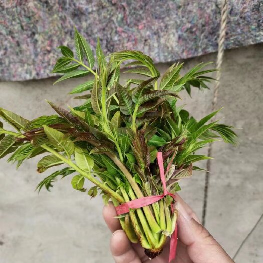 莒县香椿芽